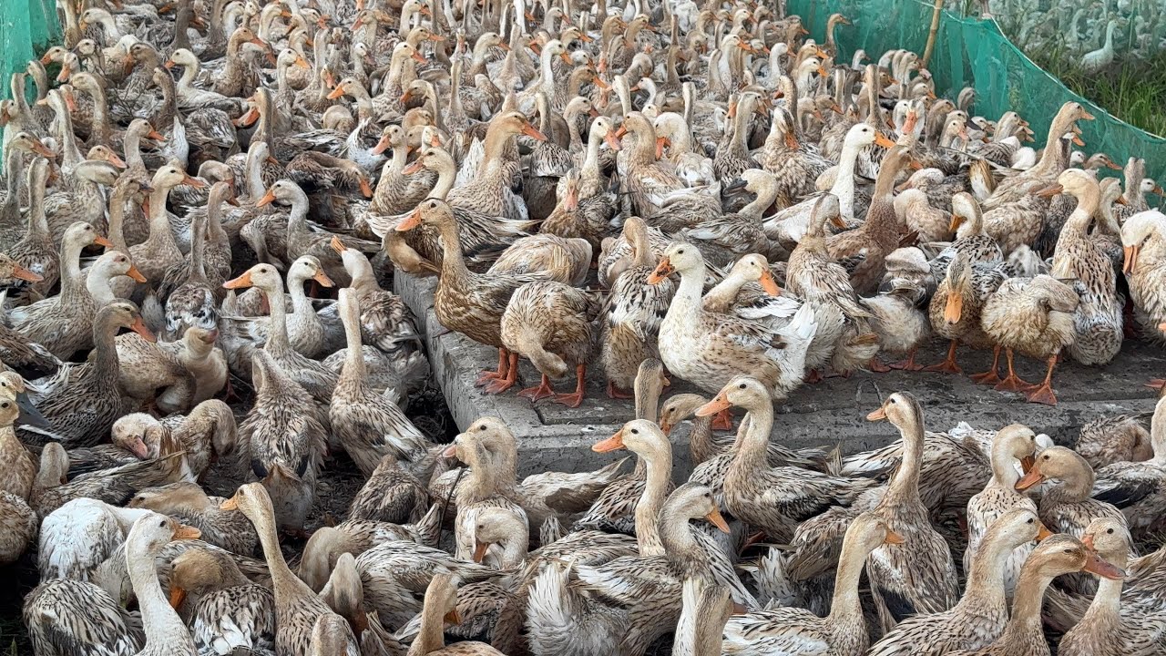 Amazing Duck Farm – Hundreds of Ducks Together!@ScenicNatural 