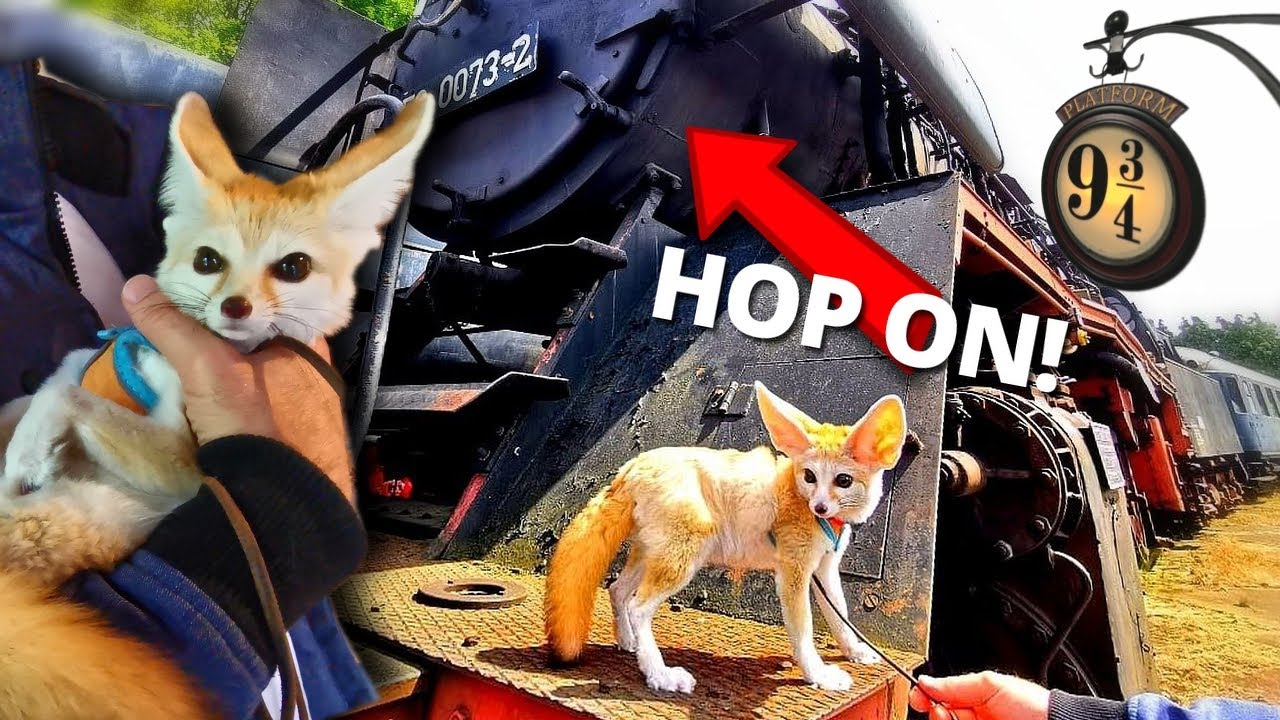 First Time Riding a Train: WITH MY FOX!