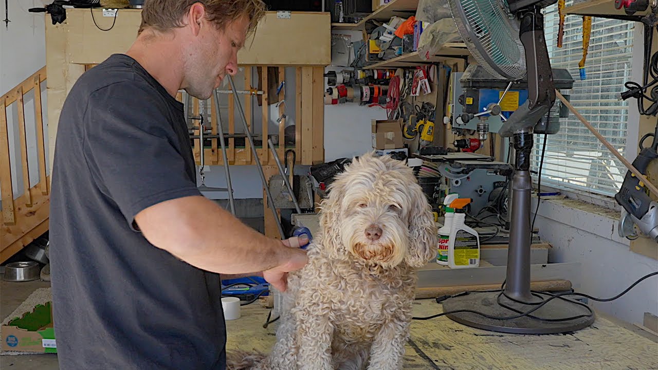 Shaving Iggy | Summer Hair Cut