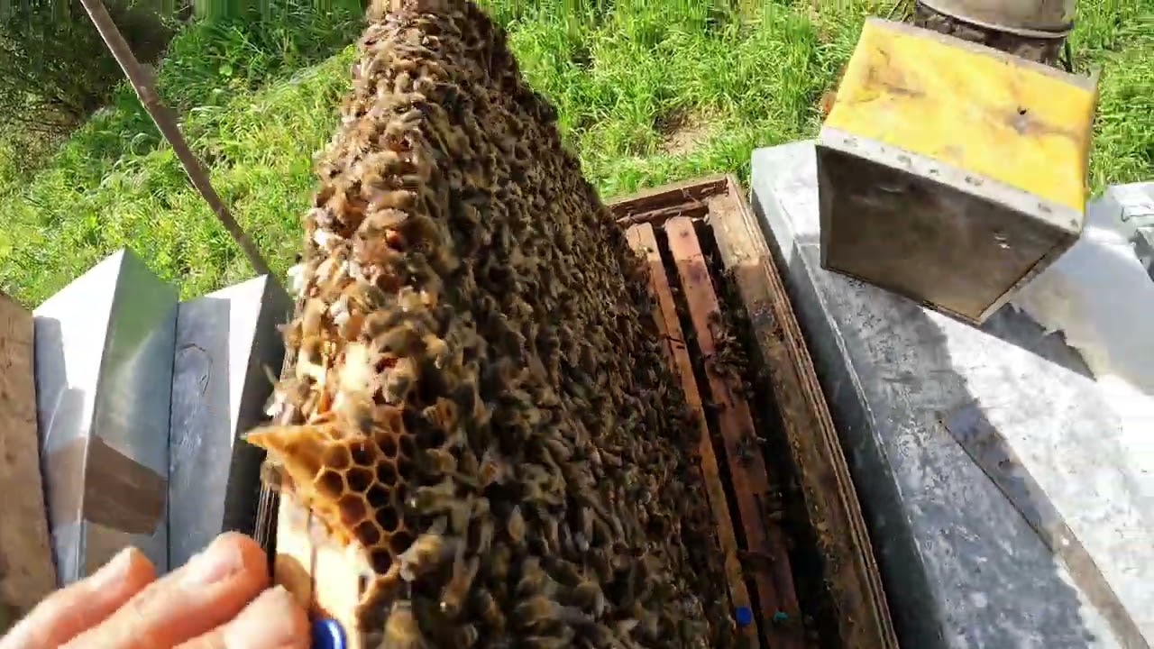 La sciamatura artificiale !!!!!
