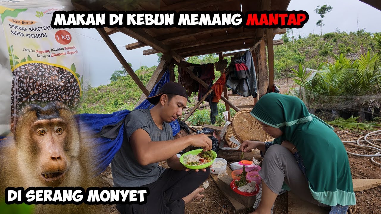 Lanjut Projek Selang Air Kebun Sawit @JemoDusun TV  Di Hajar Monyet Jang | nanam mucuna bracteata