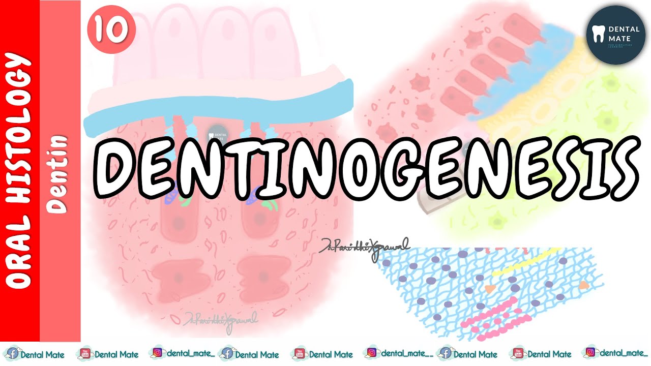 Dentinogenesis | Dentin formation and mineralisation| Coronal and Radicular Dentin | Dr Paridhi
