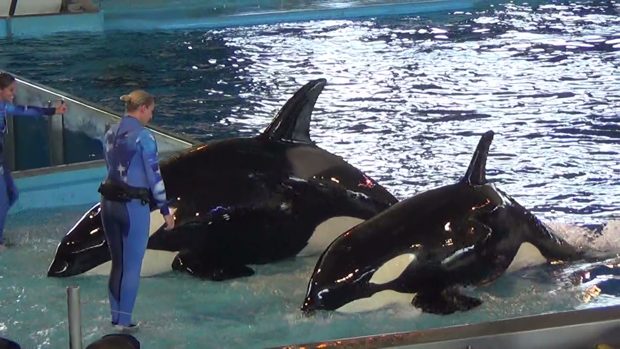Seaworld San Antonio: One Ocean (July 2017): featuring the late baby Kyara