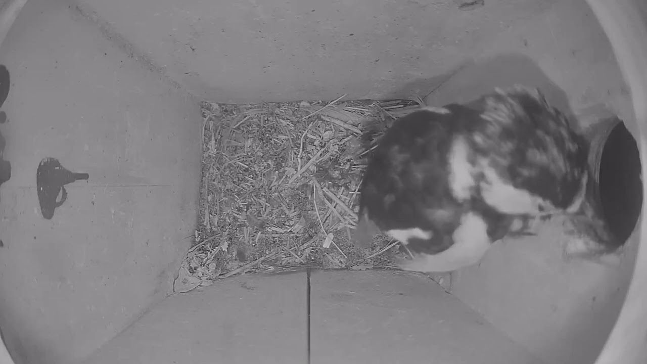 NestBox: woodpecker