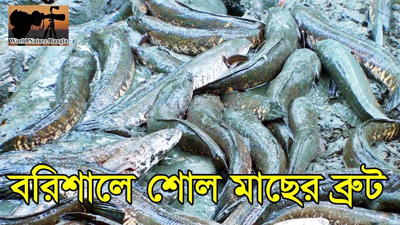 বরিশালে শোল মাছের ব্রুট সংগ্রহ