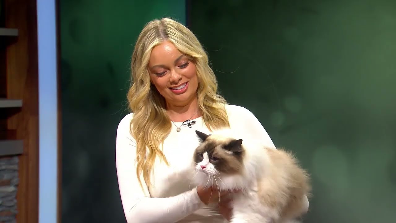 Avery Nelson Teaches Us What Makes Ragdoll Cats So Special