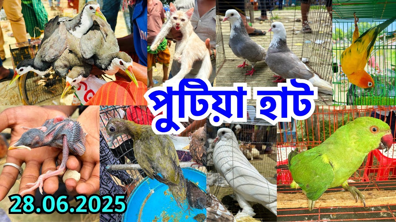 এক হালি ডাহুক এক হাজার টাকা | নরসিংদীর ঐতিহ্যবাহী পুটিয়া হাট | প্রতি শনিবার | Putia Pet Market #801