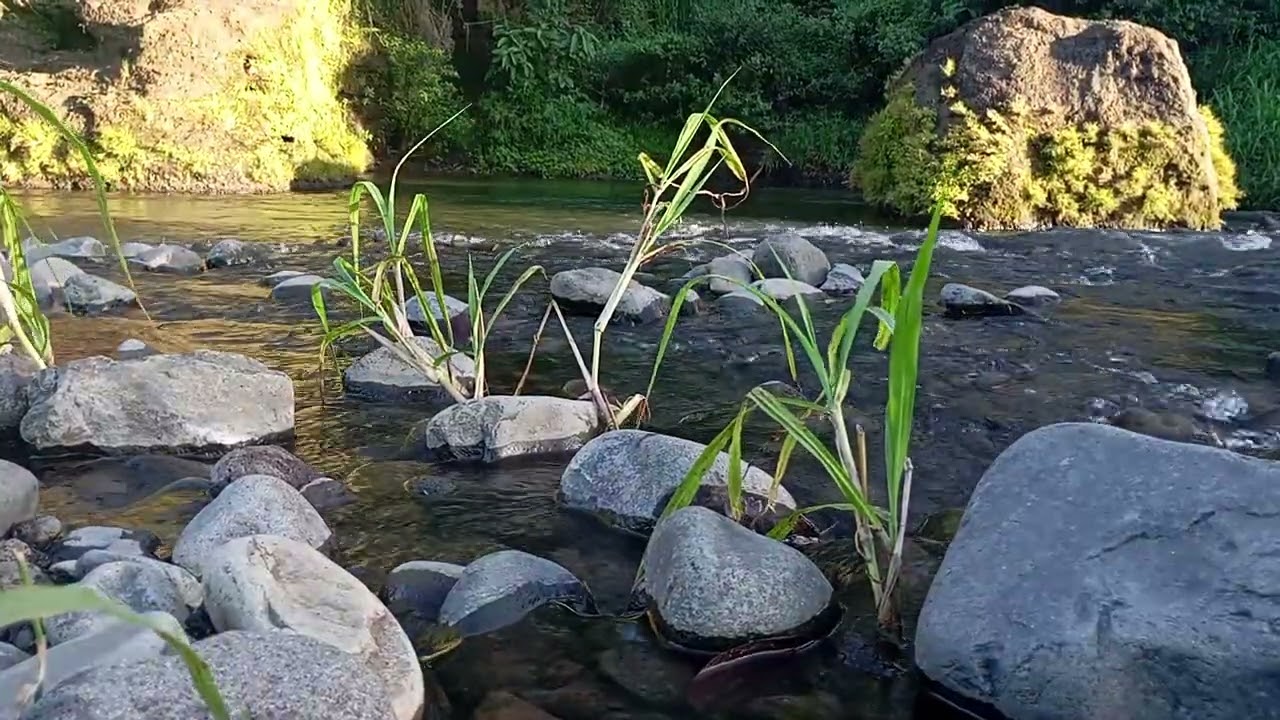 Flowing River with Distant Thunder | Rainy Forest River Sounds