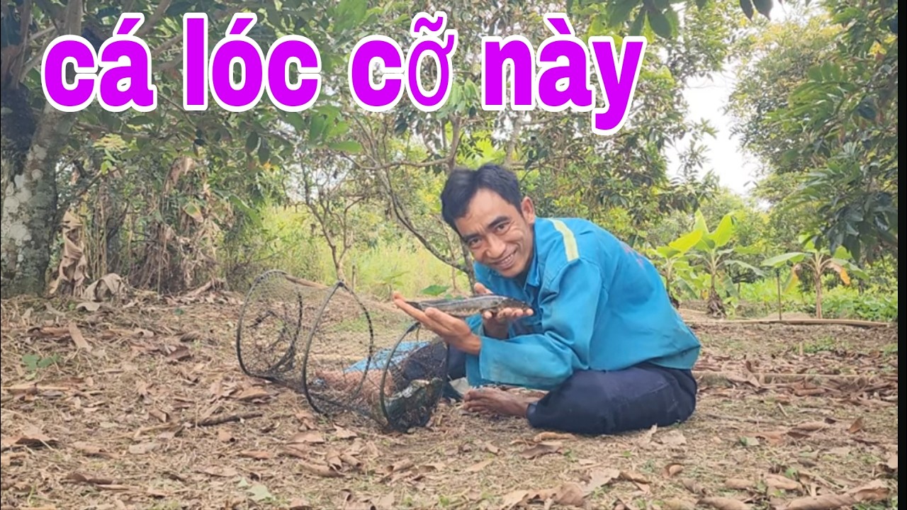 Thăm Những Cái Lờ Cá Lóc Huyền Thoại , Cá Lóc Nó Còn Đen Hơn Mình # SĂN BẮT ĐỒNG THÁP #