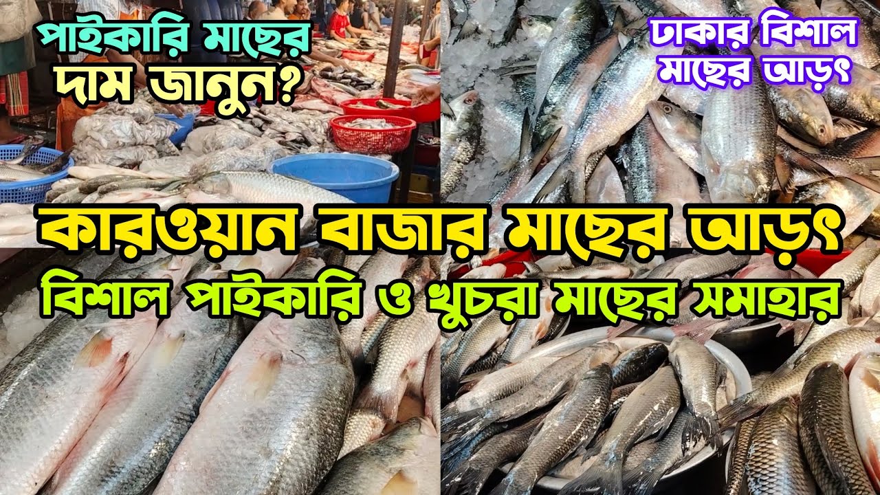 কারওয়ান বাজার মাছের আড়ৎ | বিশাল পাইকারি ও খুচরা মাছের সমাহার | মাছের সরবরাহ ও দাম জানুন #মাছেরআড়ৎ