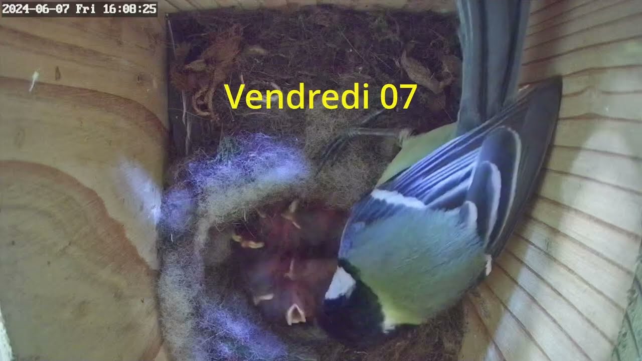 l'eclosions de mésanges suite
