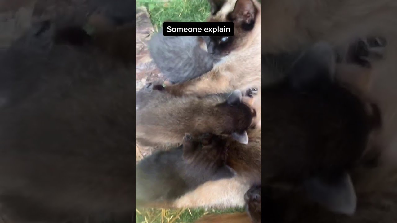 Sweet Mama Kitty Feeds Baby Raccoon || ViralHog