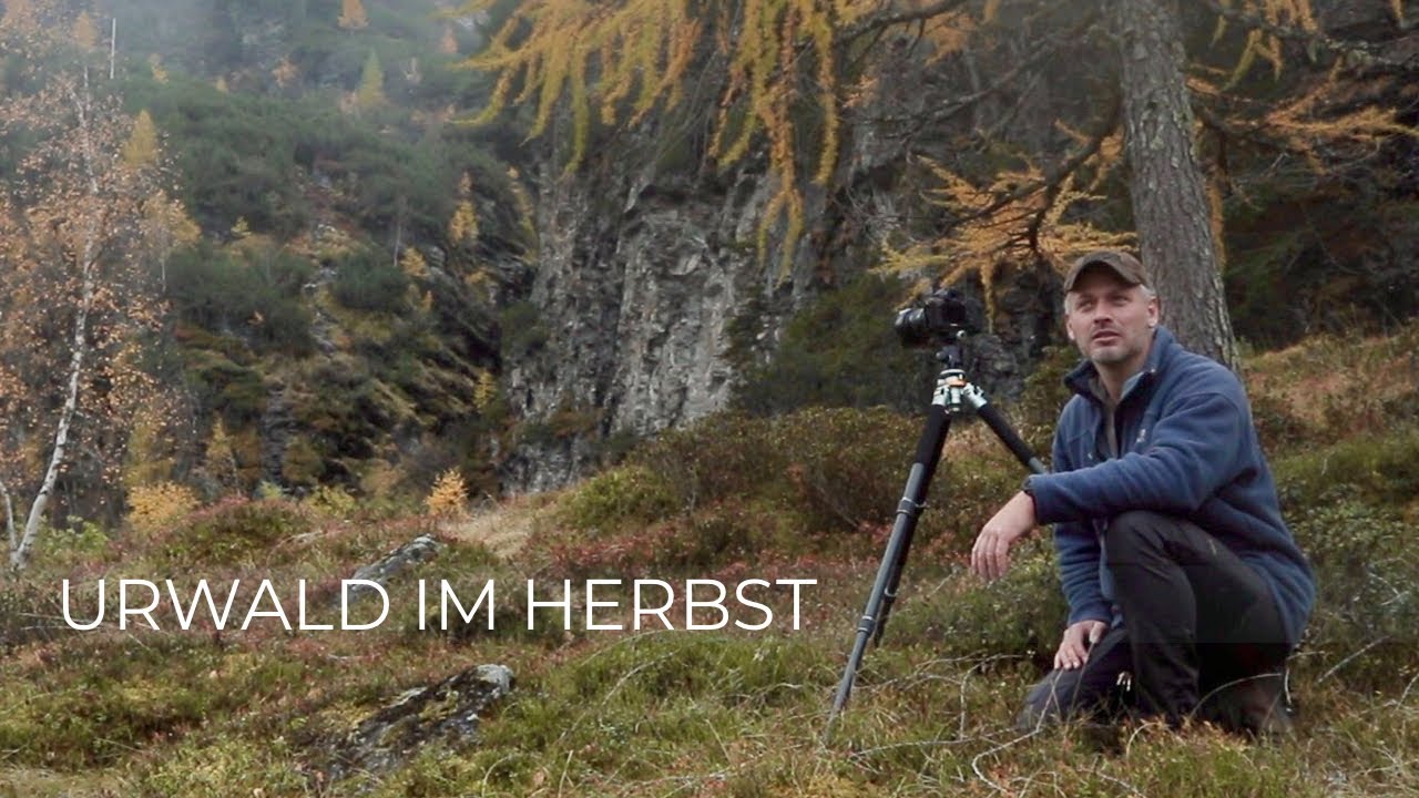 Fotografieren im Urwald | Auf der Suche nach gelben Lärchen