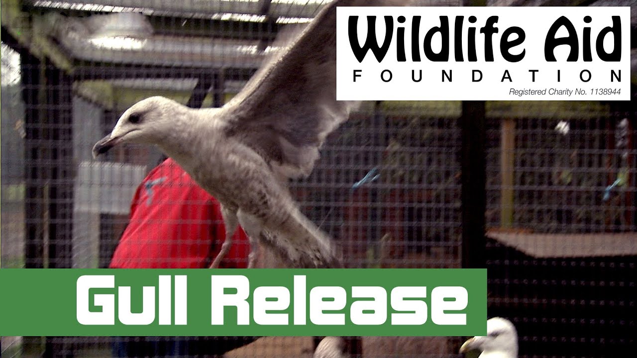 Releasing Gulls Back to the Wild