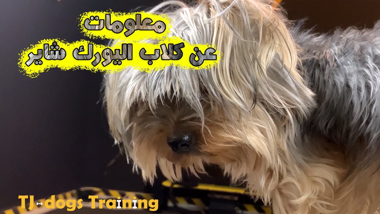 معلومات عن كلاب اليورك شاير