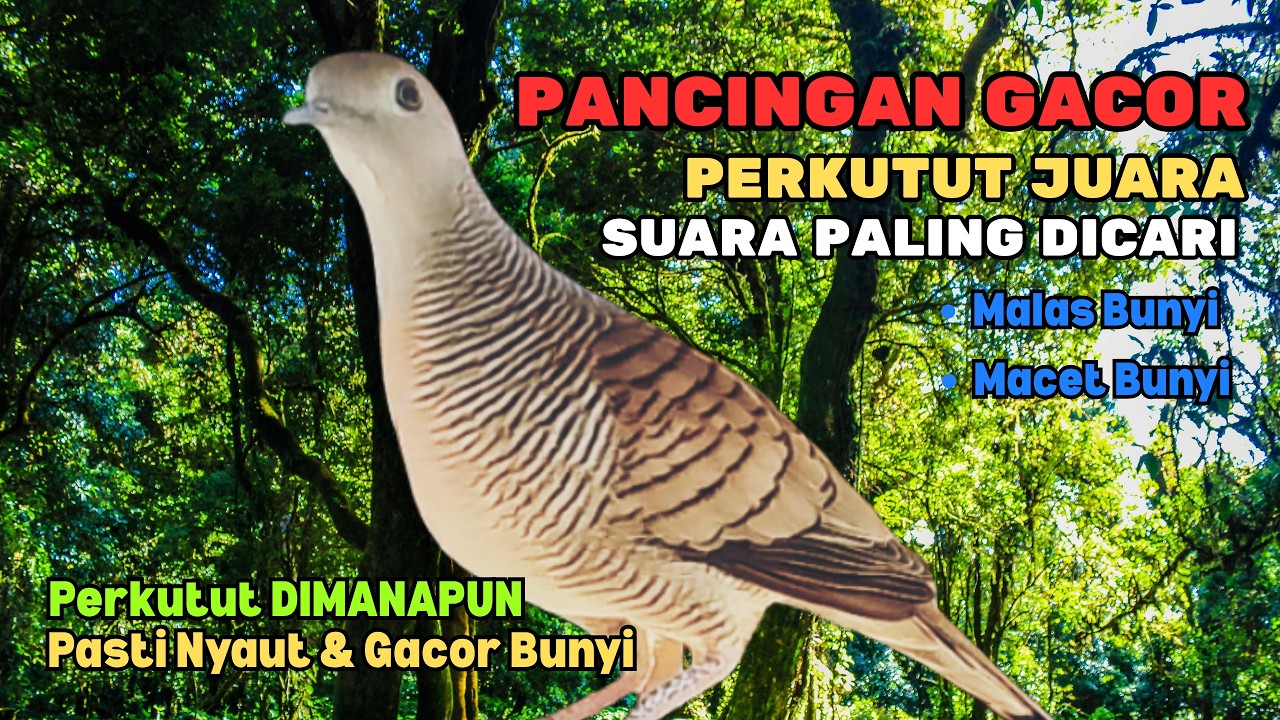 PERKUTUT LOKAL GACOR PALING DICARI 🐦 Pancingan Perkutut Juara Suara Asli Bikin 💯 Nyaut Bunyi
