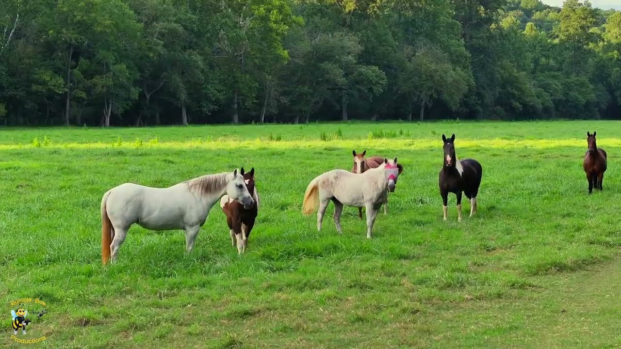 Year By Drone 2025 4K