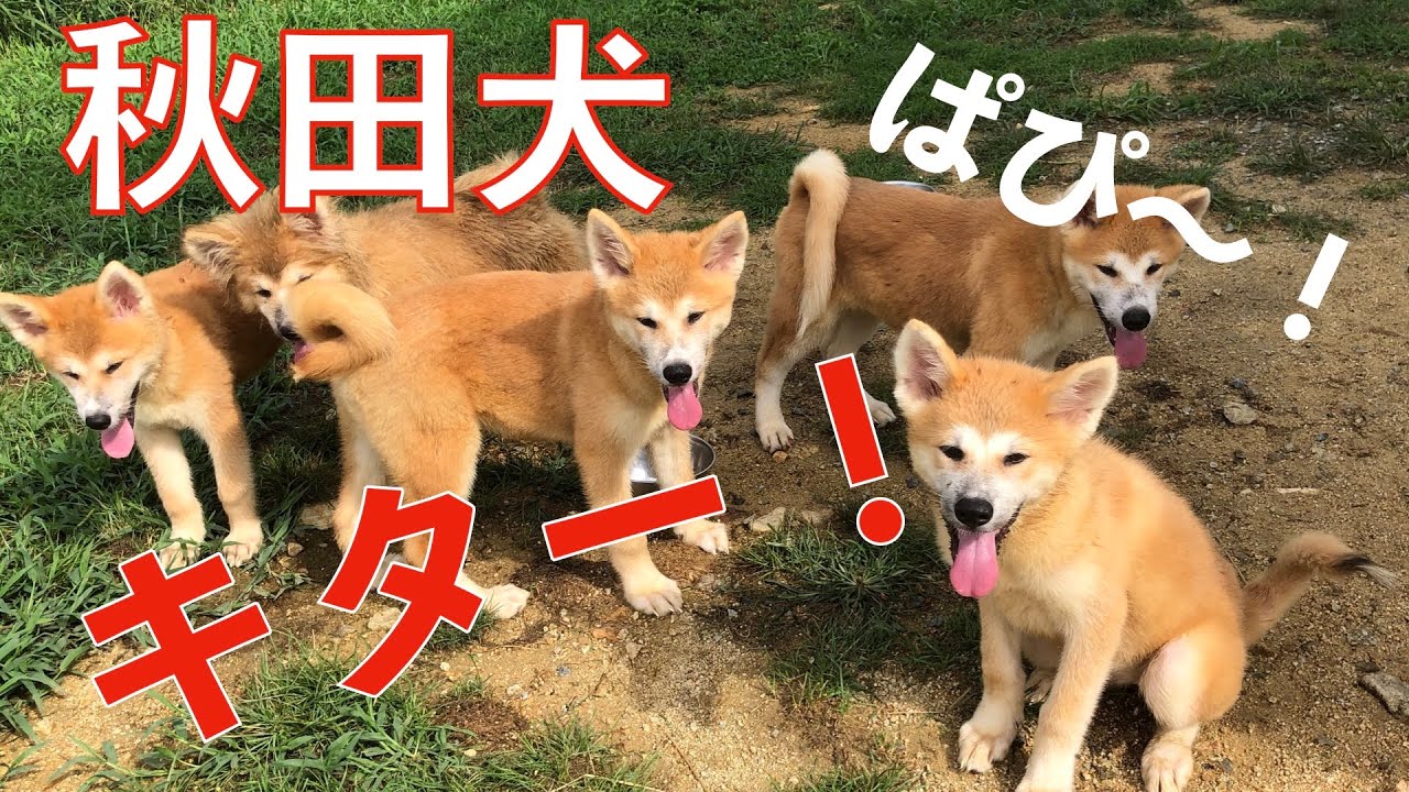 秋田犬の子犬軍団がやって来た！Animal Rescue Nursing