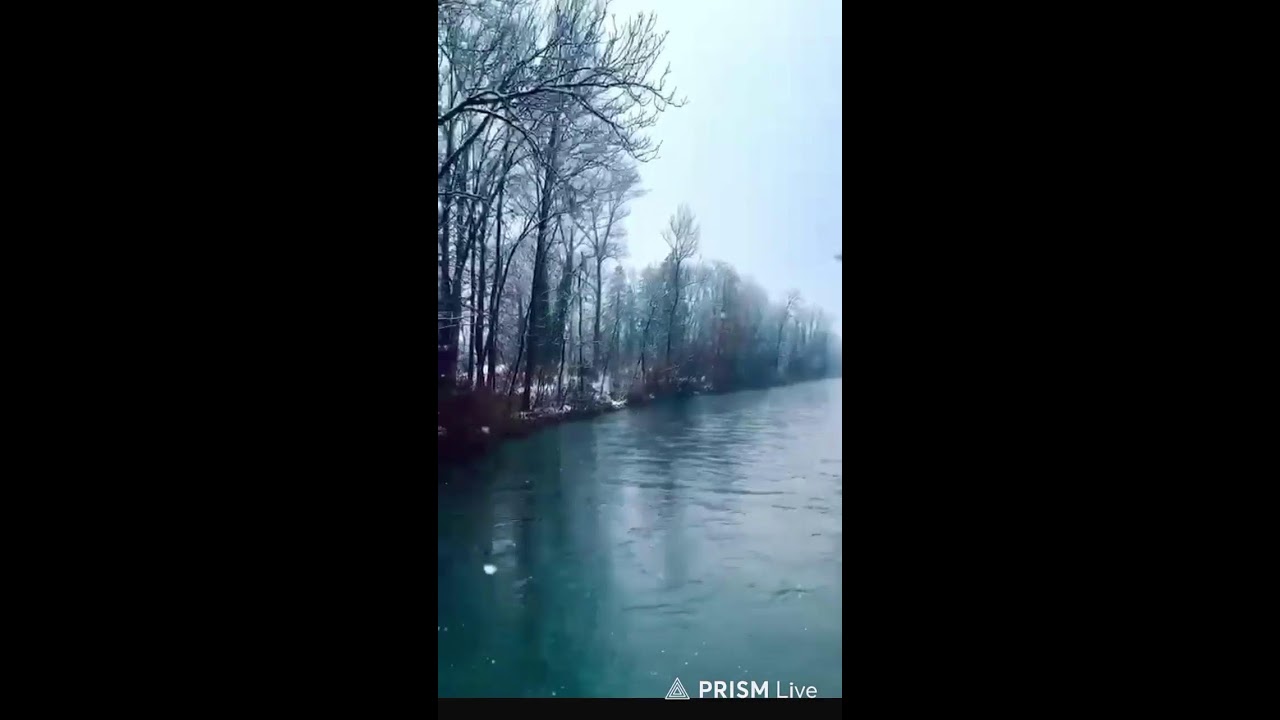 ❄️ Live Snowfall | Relaxing Snow View | 24/7 Live Stream