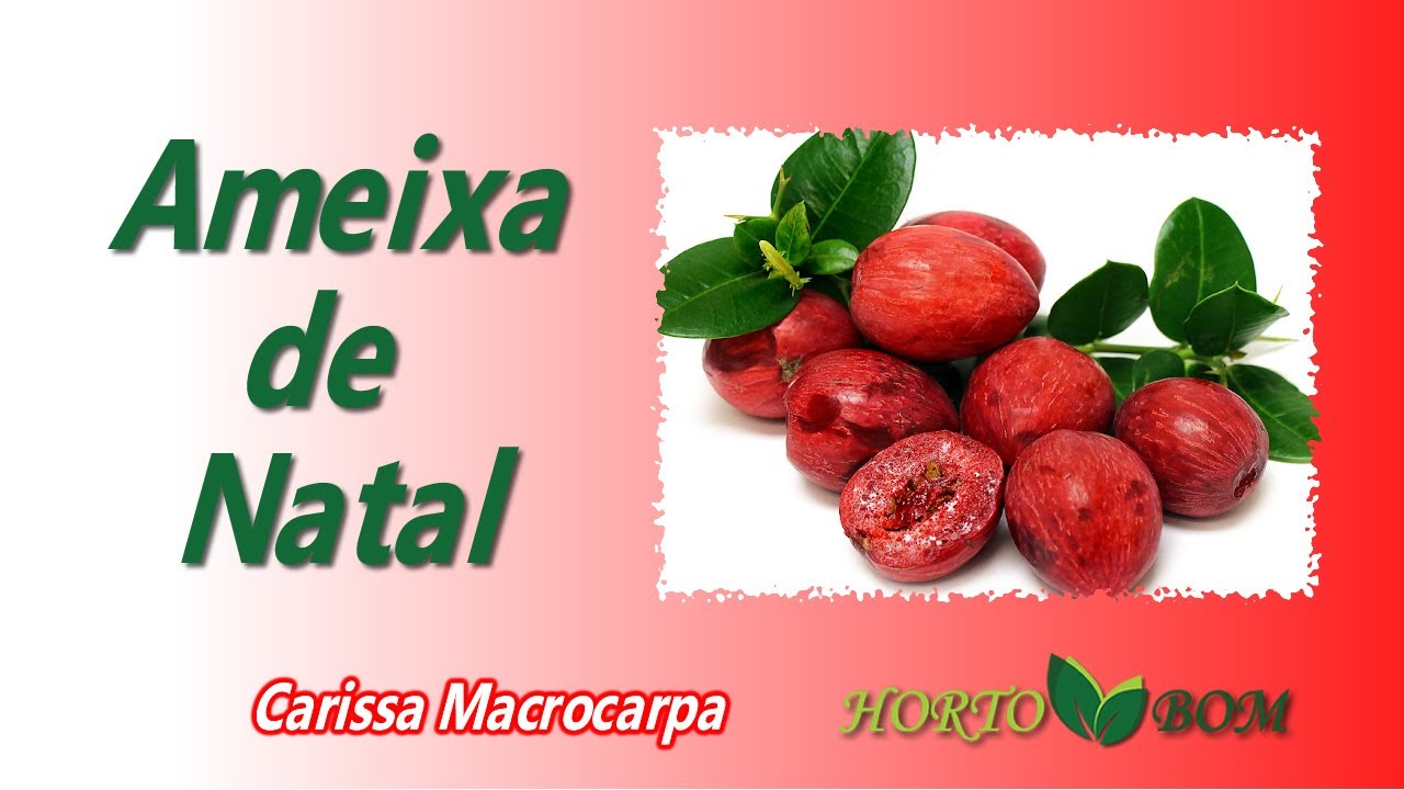 AMEIXA DE NATAL ou AMEIXA AFRICANA (Carissa macrocarpa)