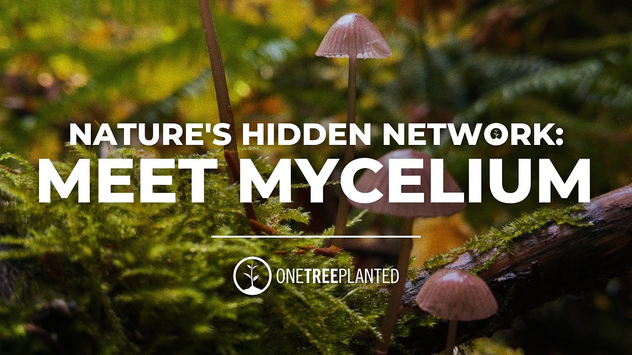 Unlocking Nature's Hidden Network: Meet Mycelium, the Fungi that Connects Trees | One Tree Planted