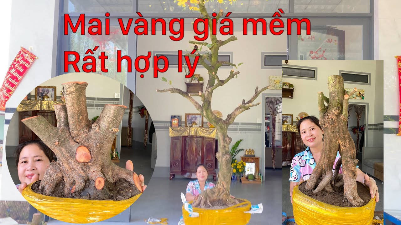 7-3-2026 gl 3 phôi mai vàng .giá rất hợp lý..☎️0972666608 nghĩa 