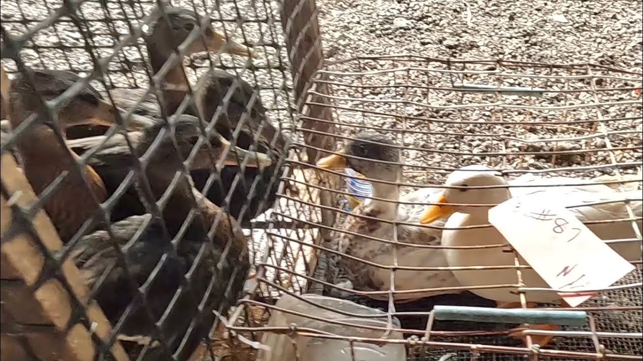 I should have bought Ducks at this Auction!!! (Amish Animal Auction)