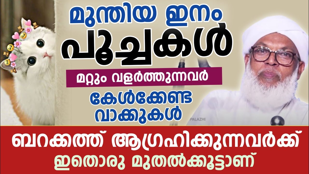 മുന്തിയ ഇനം പൂച്ചകൾ മറ്റും വളർത്തുന്നവർ കേൾക്കേണ്ട വാക്കുകൾ  | koottambara ഉസ്താദ് 