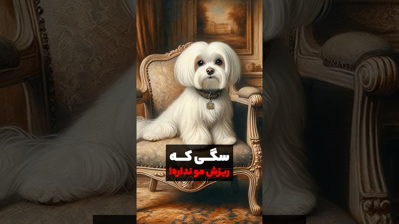 معرفی سگ مالتیز #shorts