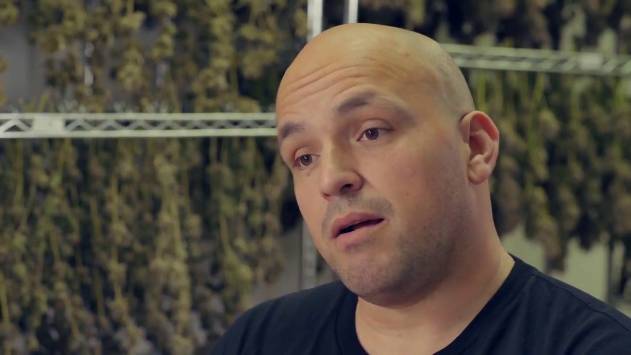Grow Cannabis on mobile racks indoors to DOUBLE your yield - McMurray Stern