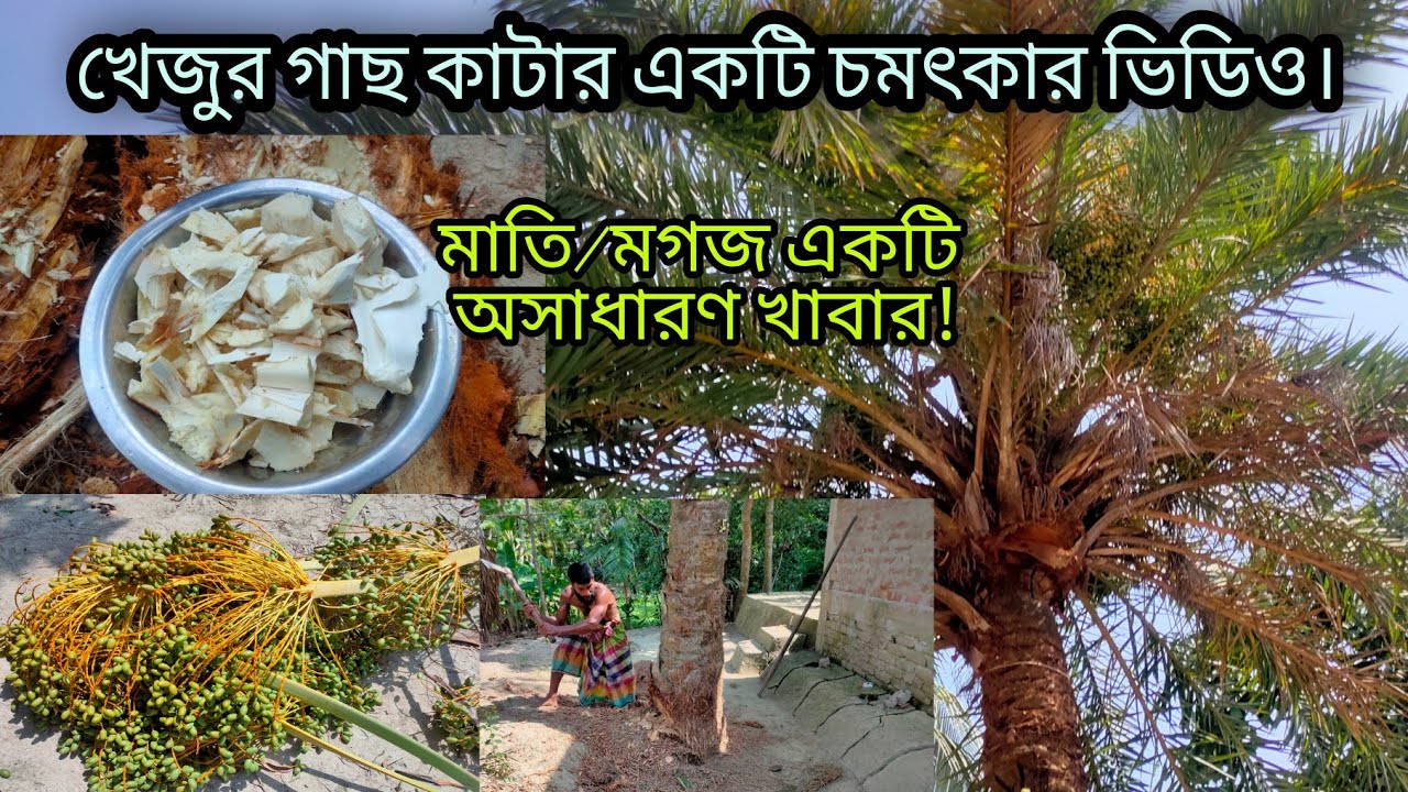 খেজুর গাছ কাটার ভিডিও