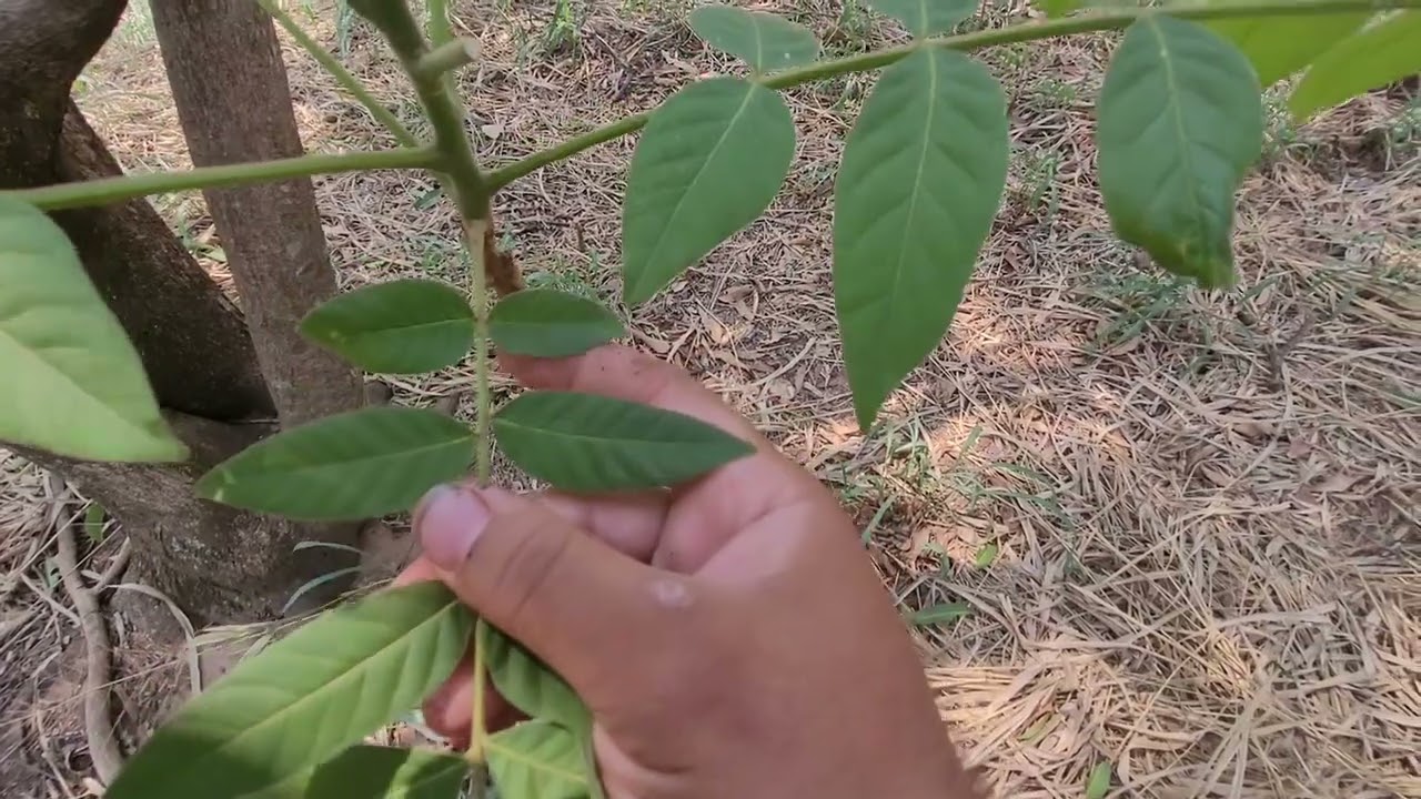 &Aacute;rvores nativas do Brasil; cedro-rosa, cedral cedro (Cedrela fissilis).