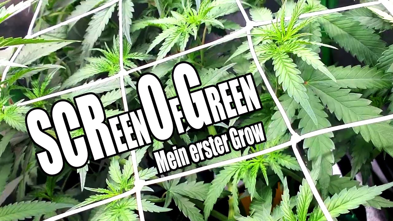 Installation SCROG-Netz und MULCHEN [Grow VLOG 1 | Ep.6] | Grow'n'Chill