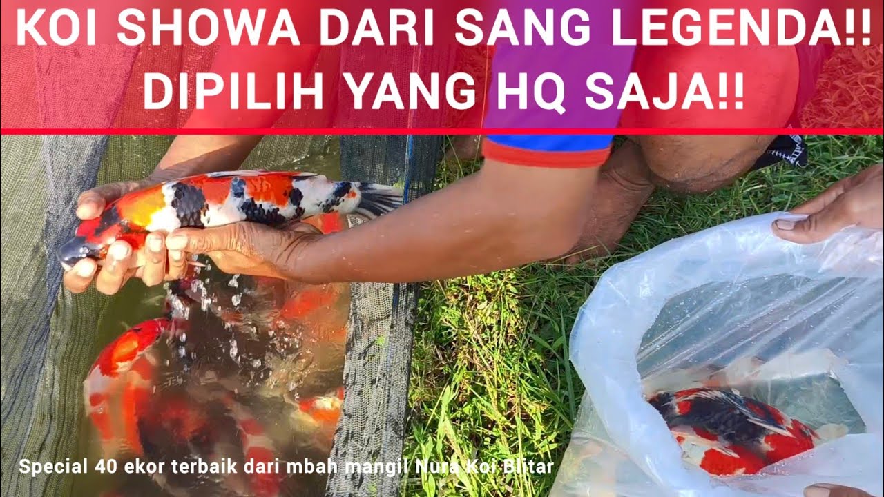 KOI SHOWANYA MBAH MANGIL MEMANG BEDA❗MAKANNYA SERING JUARA DI ARENA❗ PERSIAPAN KC SHOWA LEGENDA