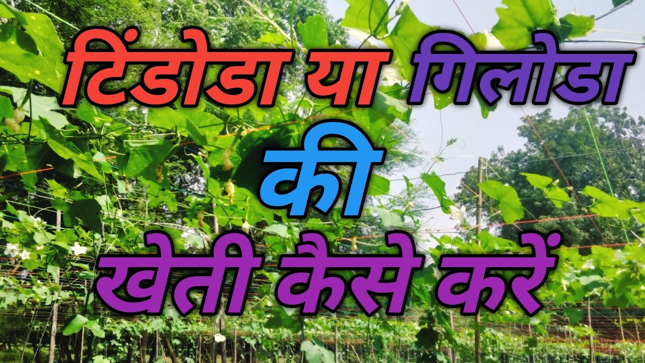 टिंडोडा की खेती #giloda#khetibadi #agriculture #farming #vlog 