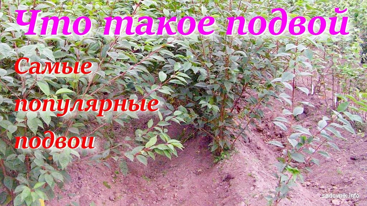 Что такое подвой /Самые популярные подвои