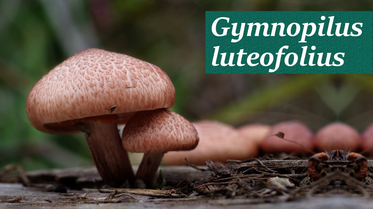Identifying Gymnopilus luteofolius
