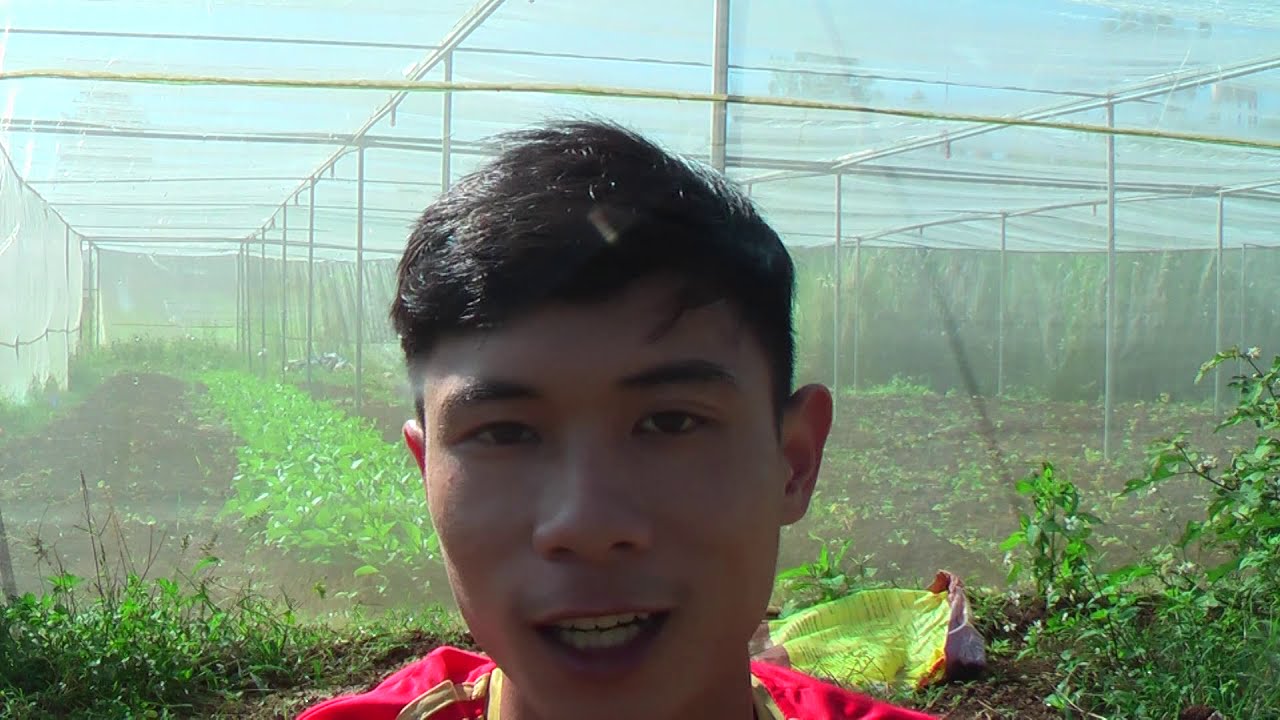 Ưu nhược điểm khi dùng nhà lưới để trồng rau màu