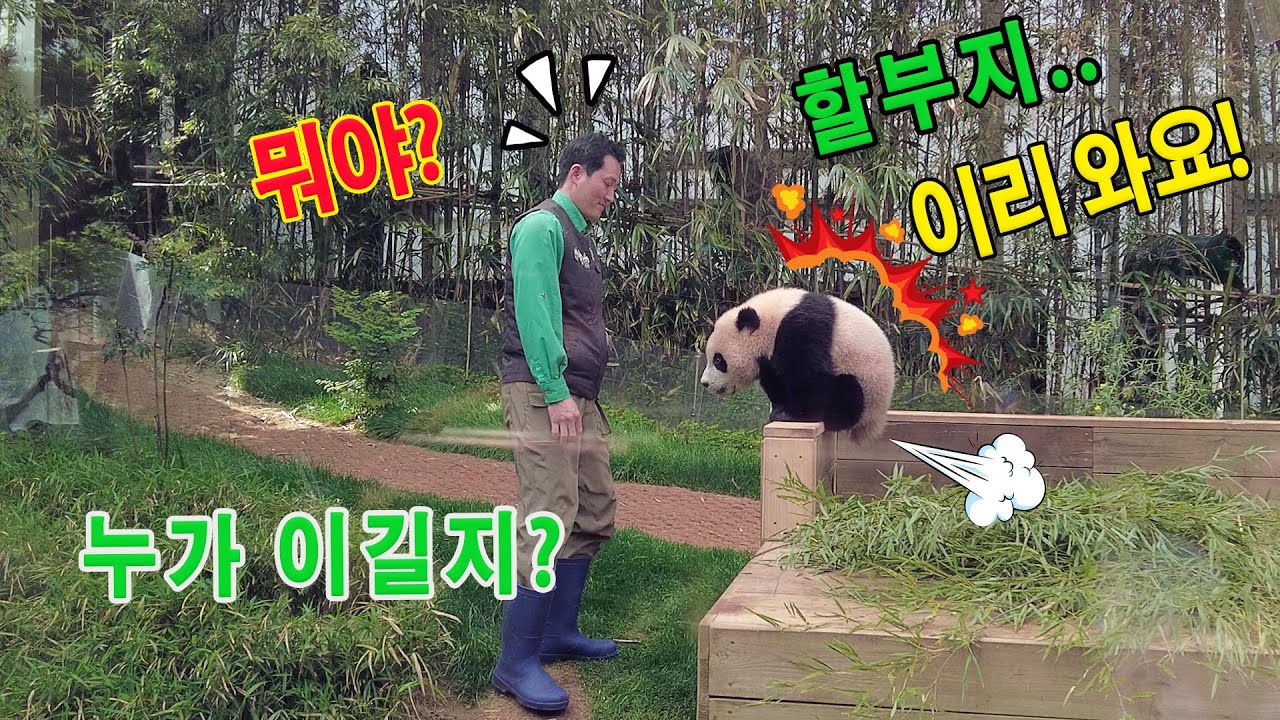 송바오 할부지 와 후이바오 의 두뇌싸움 👀💥 후이바오는 할부지를 도발하기 위해 온갖 수법를 다 동원한다🤣⚡그런데 결국..