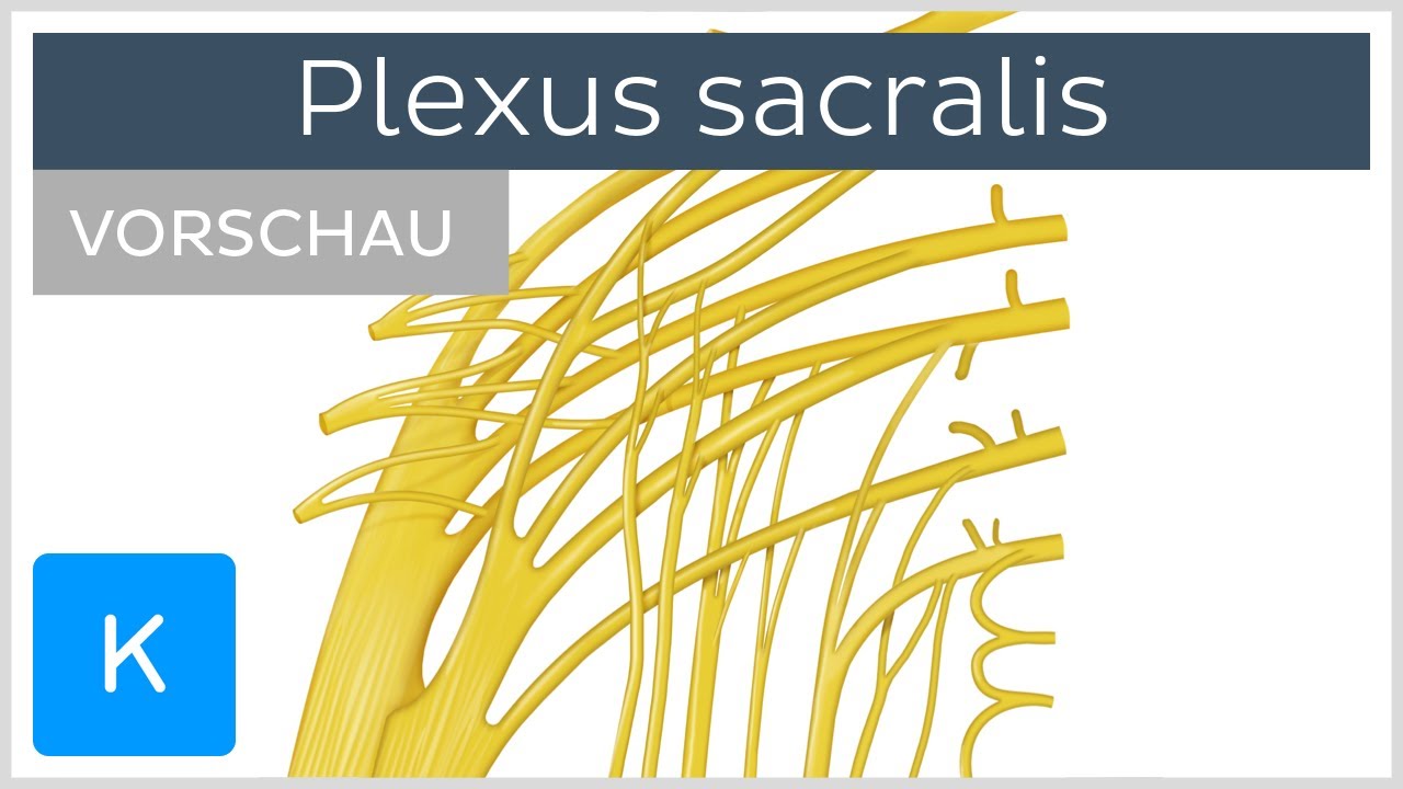 Plexus sacralis: Aufbau und Funktion (Vorschau) | Kenhub
