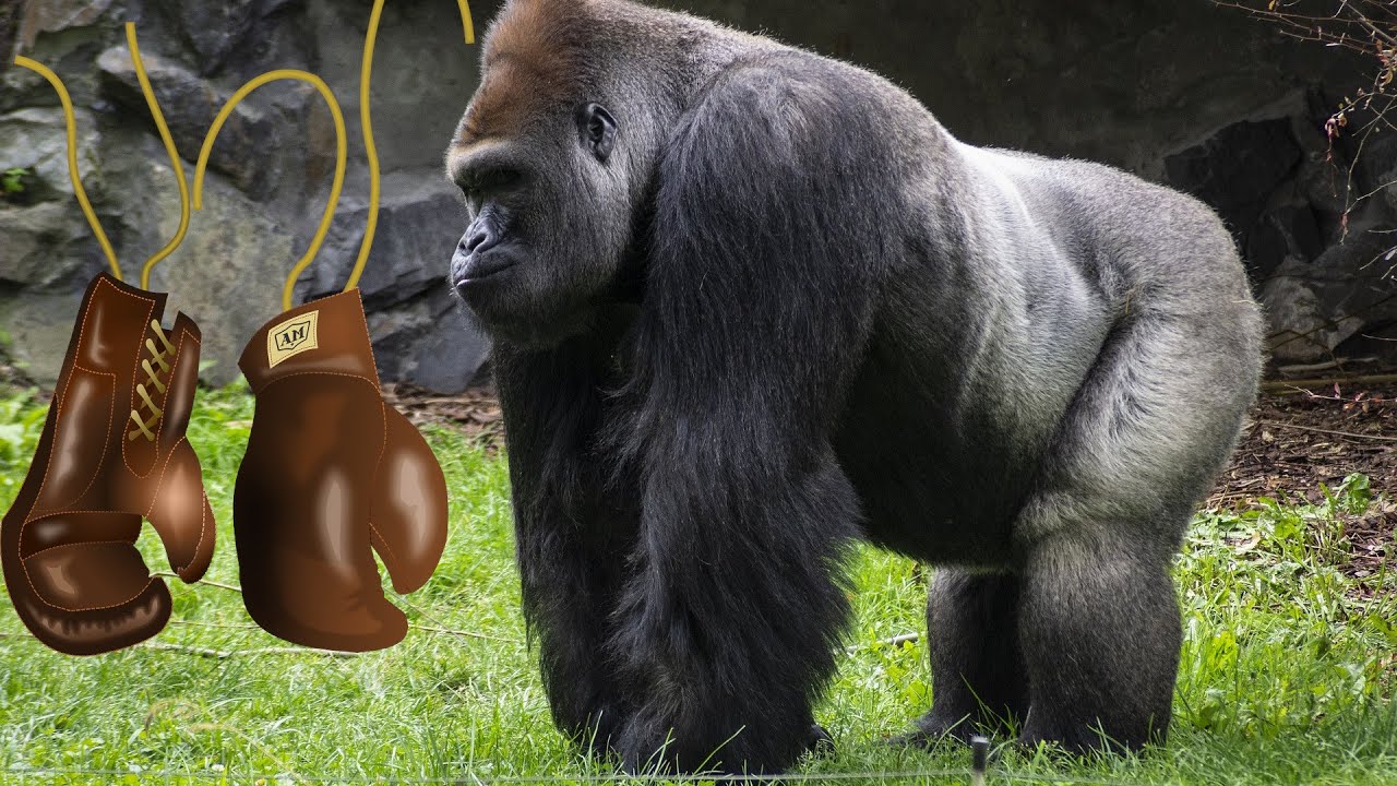 Gefährliche Tiere | Spannend | Mit Hintergrundmusik