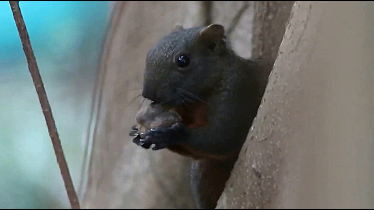 This Squirrel got something I'm not sure if its nut