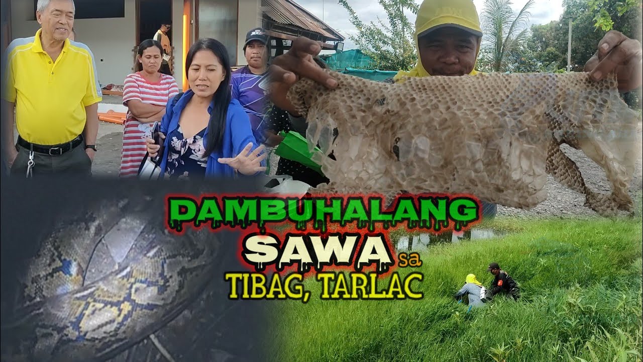 DAMBUHALANG SAWA SA TIBAG TARLAC, ILANG BESIS NANG NAKITA AT SINAGASAAN PA!
