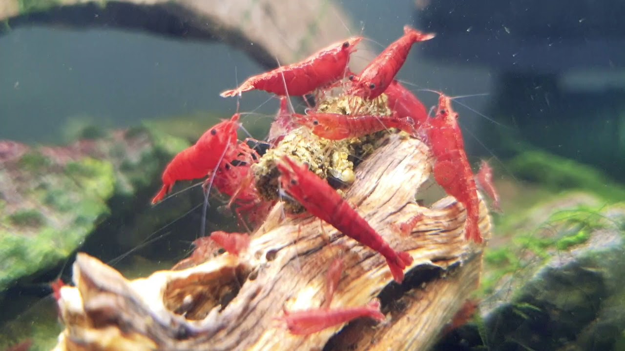 Shrimp feeding session with  Dennerle Shrimp King Complete