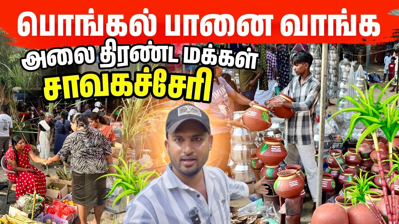 சாவகச்சேரியில் களை கட்டிய பொங்கல் திருவிழா கொண்டாட்டம் 