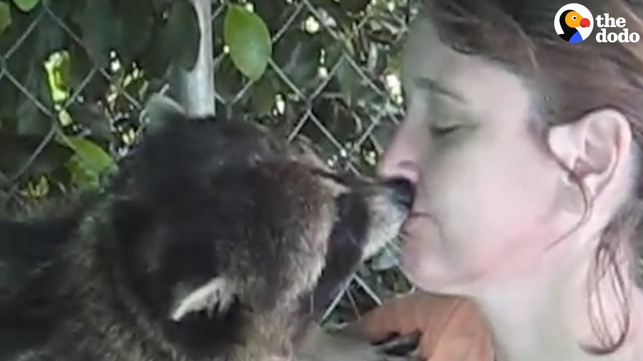Blind Raccoon Locked In Cage Has The Best Life Now | The Dodo