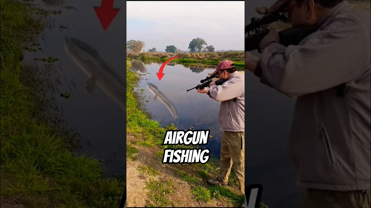 Airgun Fish hunting | snakehead fish hunting #shortsfeed #fishing #airgun