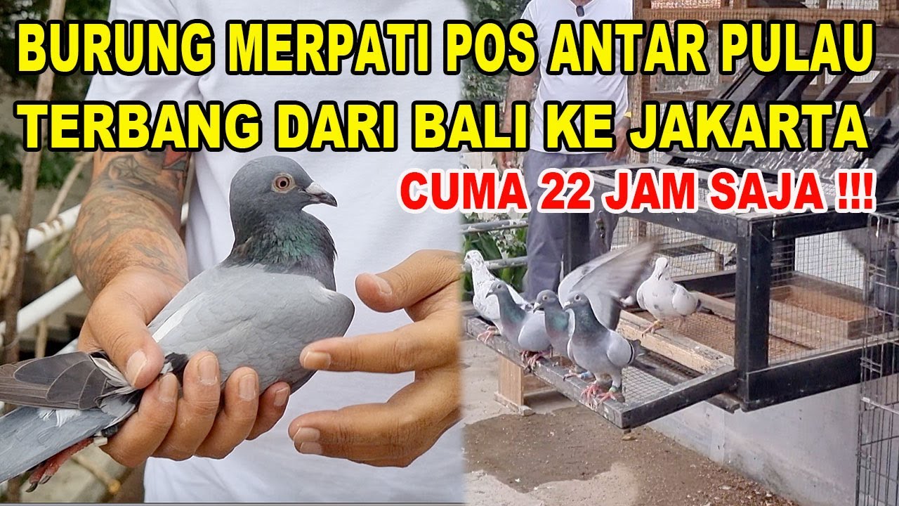 Terbang Bali - Jakarta Cuma 22 Jam !!!  Burung Merpati Pos Antar Pulau