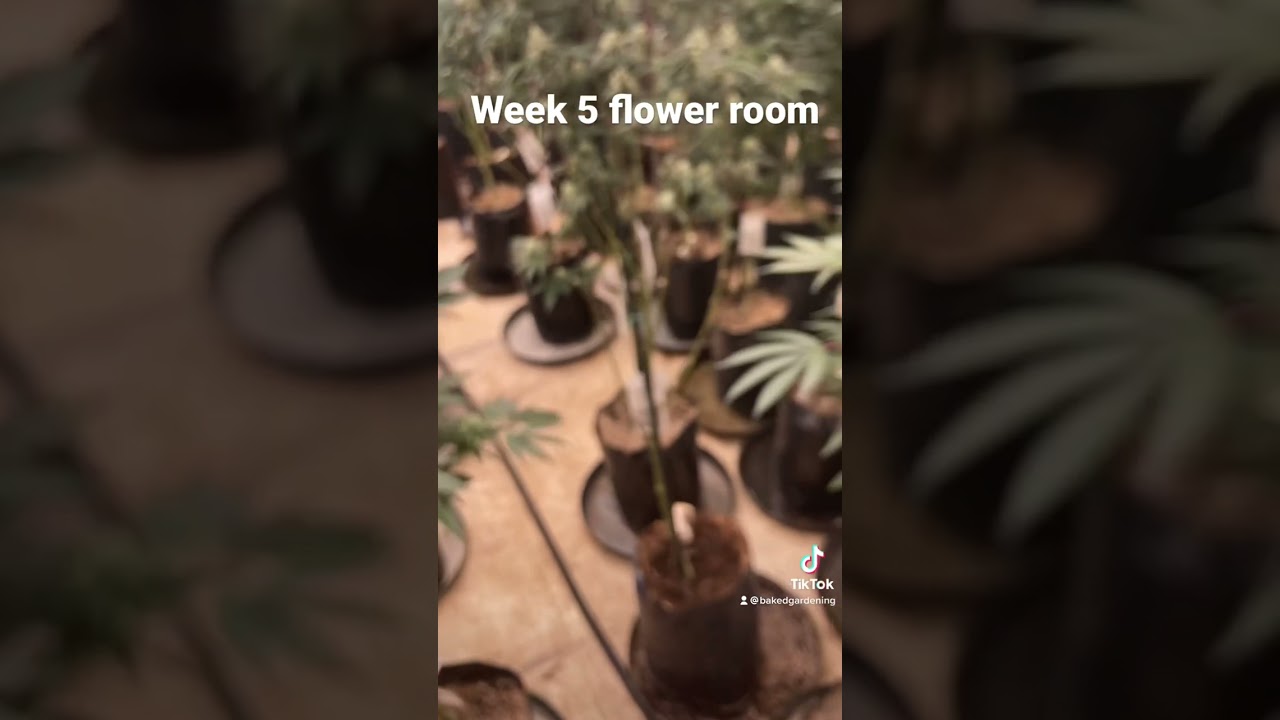 Inside my flower room week 5 #shorts #420 #indoorplants