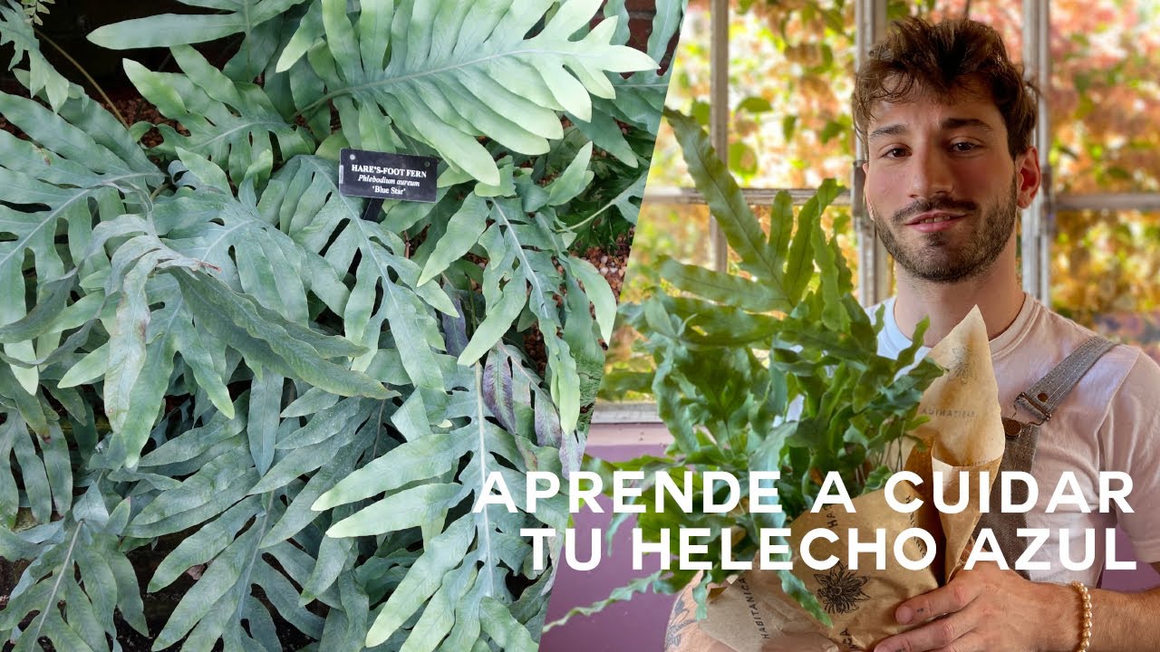 Cuidados Phlebodium Aureum o Helecho Azul🍃 ¡Fácil de Cuidar!